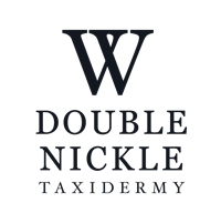 double nickel taxidermy